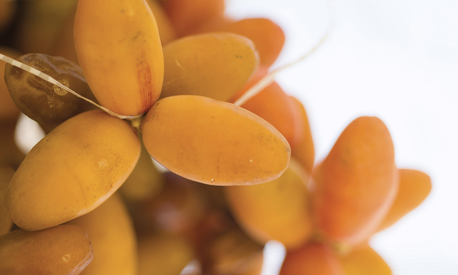 The Date: An Active Ingredient with a Rich History and Unexpected Benefits
