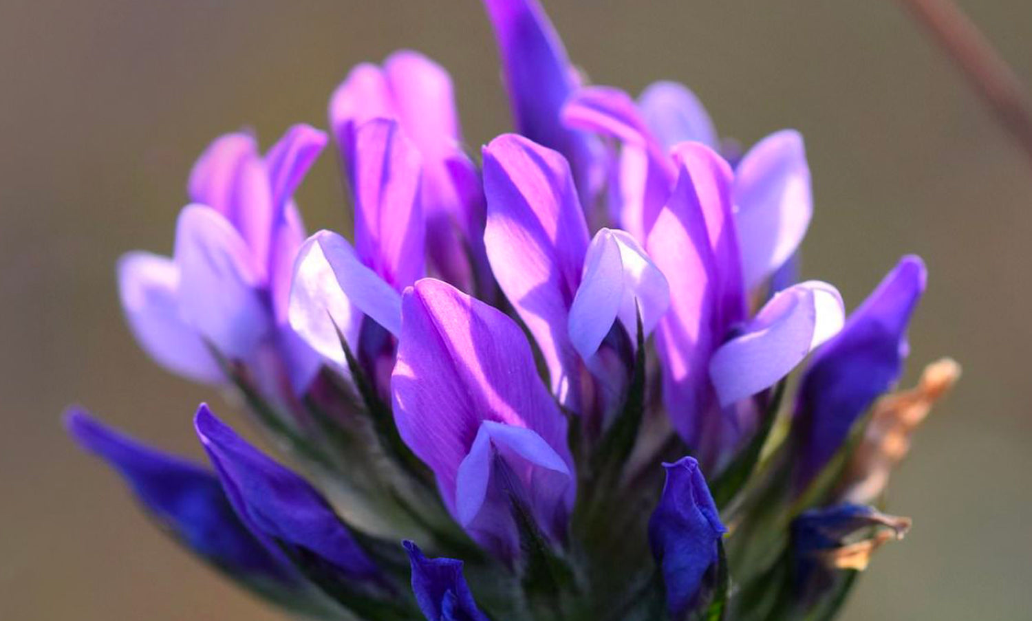 Retinol or Bakuchiol: Which to Choose for More Beautiful, Healthier Skin?