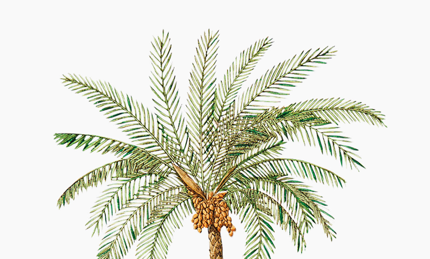 Date | Phoenix dactylifera