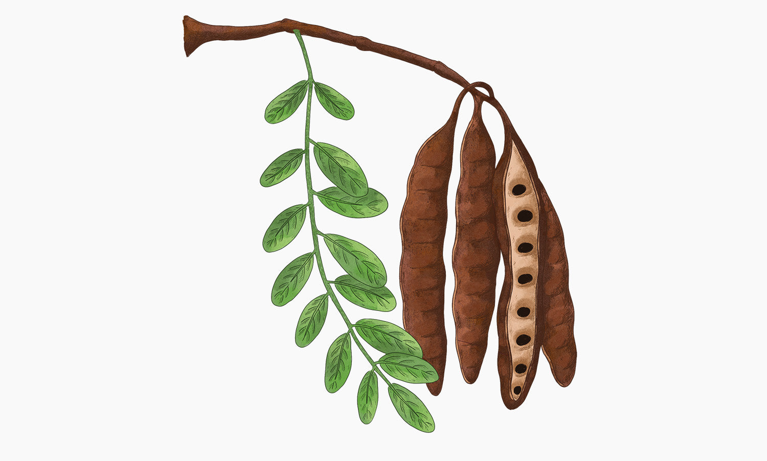 Acacia | Acacia macrostachya