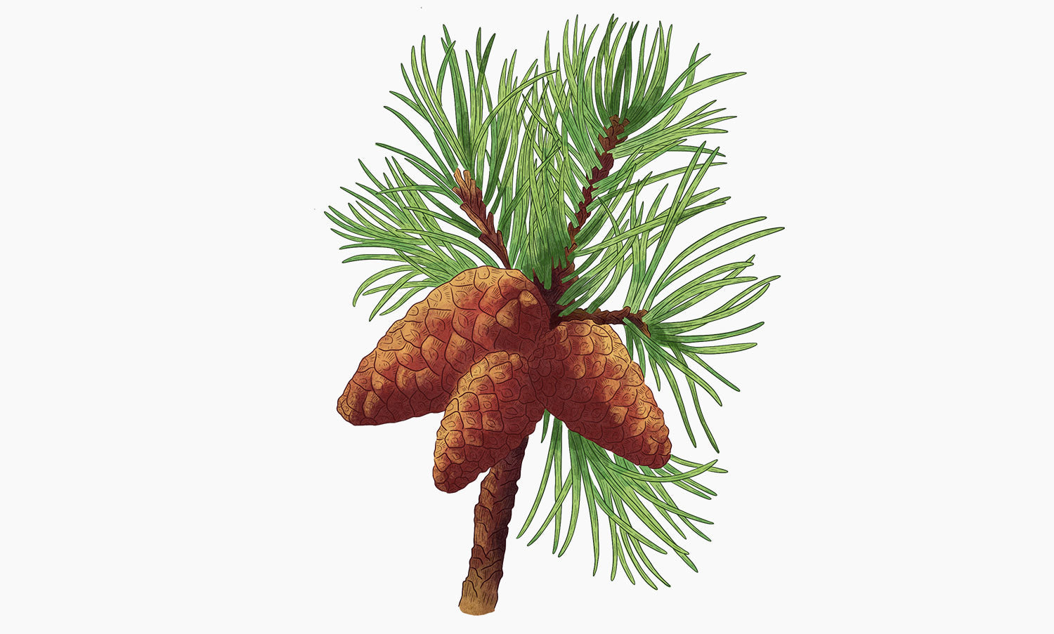 Aleppo pine | Pinus halepensis