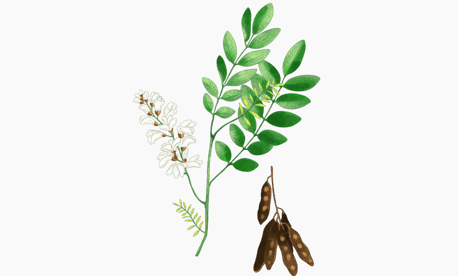 Moringa | Moringa oleifera