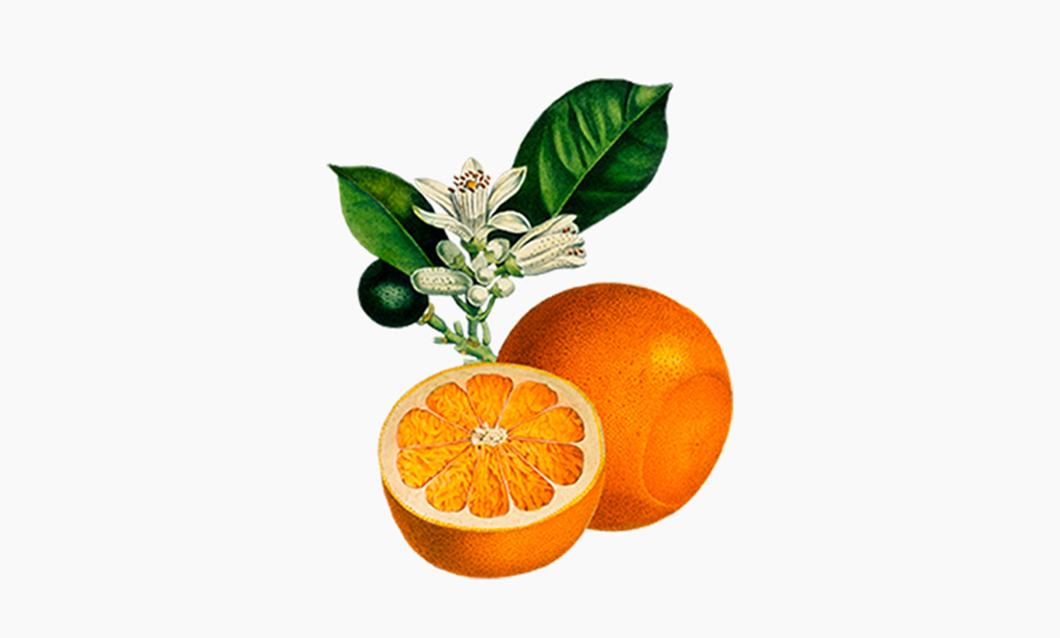 Bitter orange tree | Citrus aurantium amara