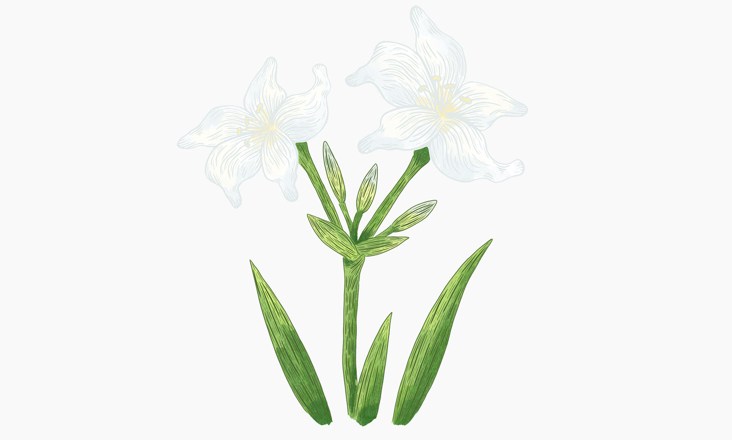 Sea daffodil | Pancratium maritimum