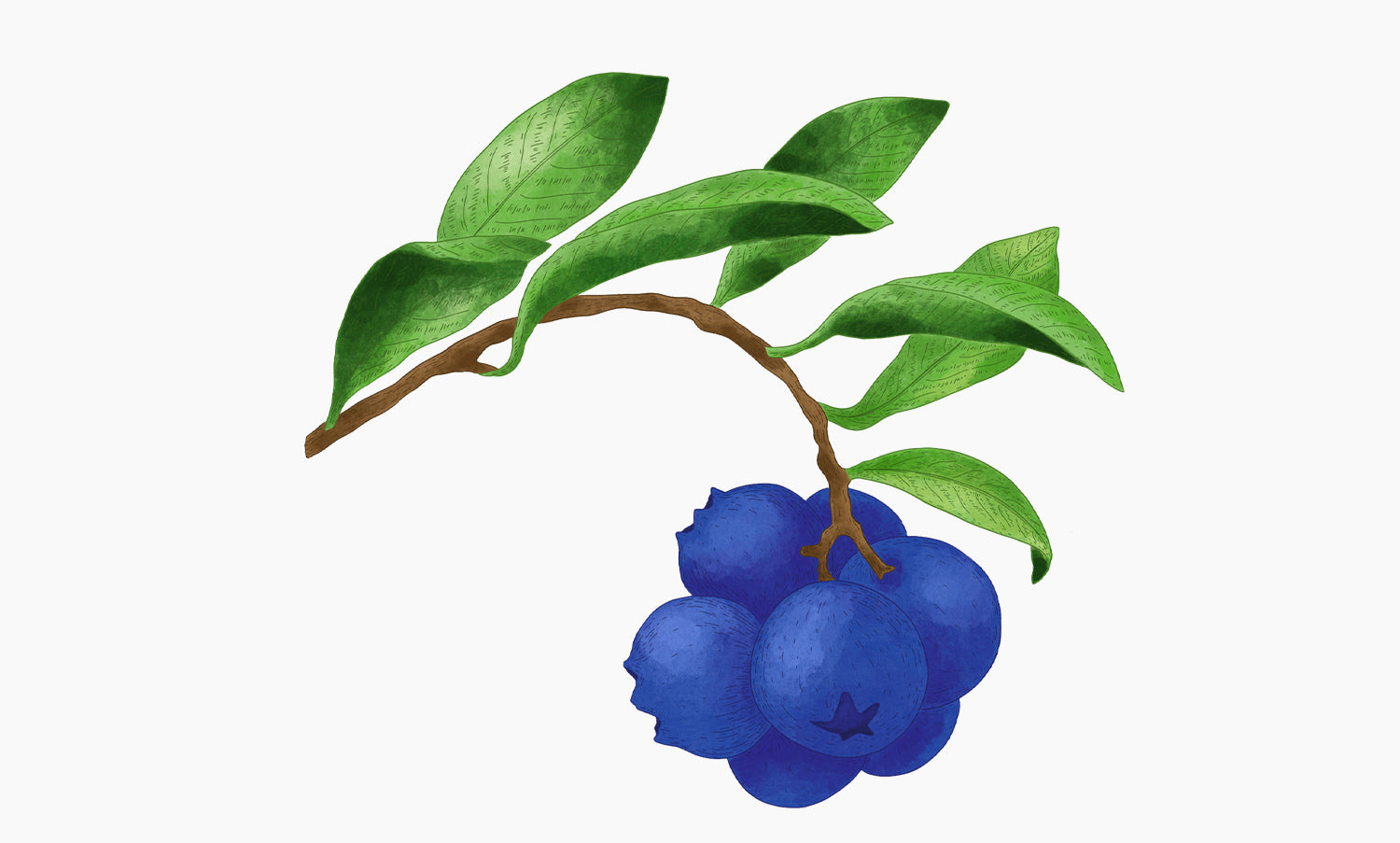 Blueberry | Vaccinium myrtillus