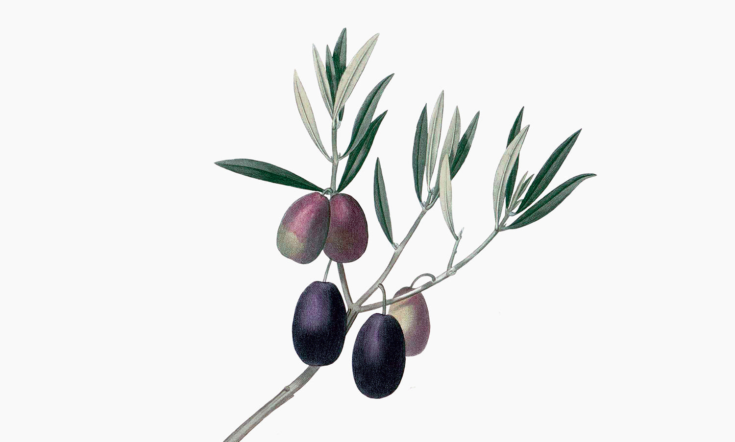 Olive tree | Alea europaea