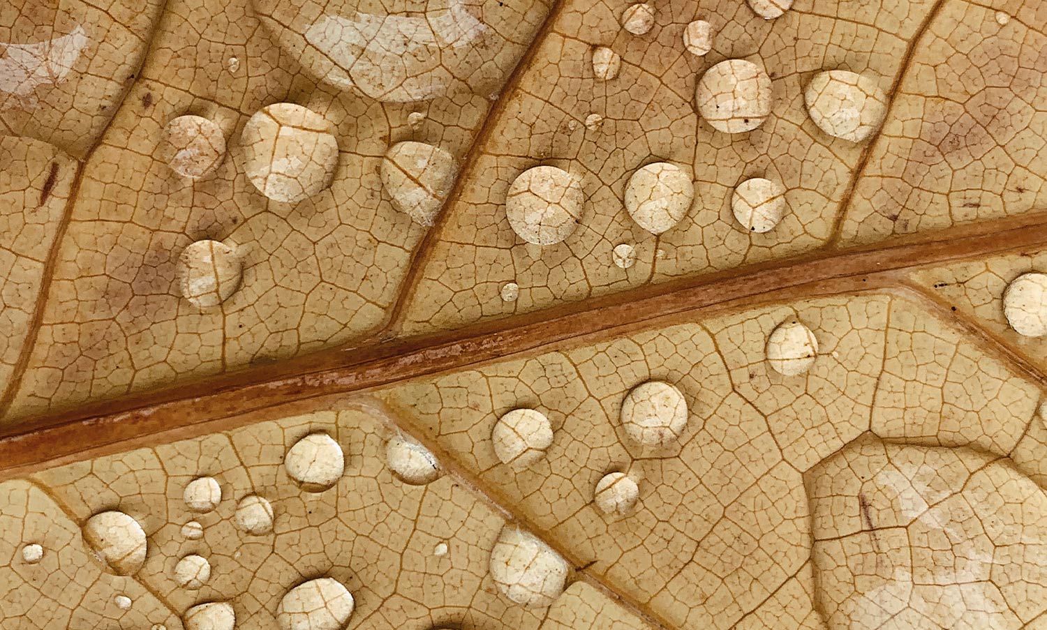 How Does Our Skin Hydrate Itself?